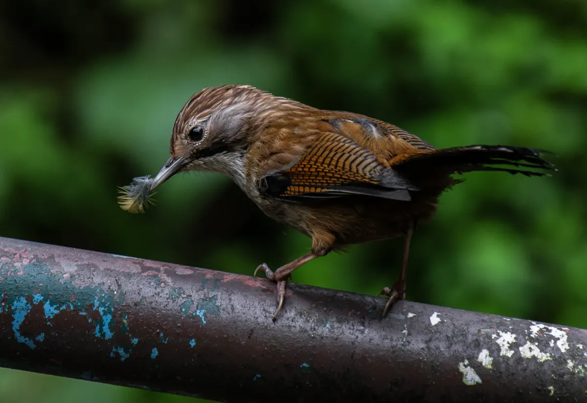 File:সোনালী গলার বাঁকপাখি (Actinodura nipalensis),সেঞ্চাল,দারজিলিং, পশ্চিমবঙ্গ.DSC8343.jpg