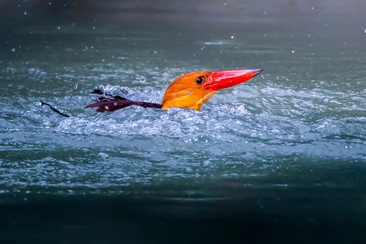 File:খয়রাপাখ মাছরাঙা (Pelargopsis amauroptera), সুন্দরবন, বাংলাদেশ.jpg