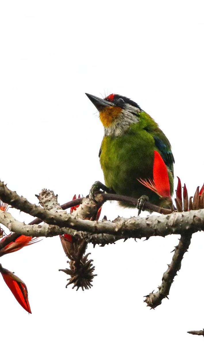 File:সোনালি গলা বসন্তবৌরি (Psilopogon franklinii), লাটপাঞ্চার, পশ্চিমবঙ্গ, ভারত.jpg