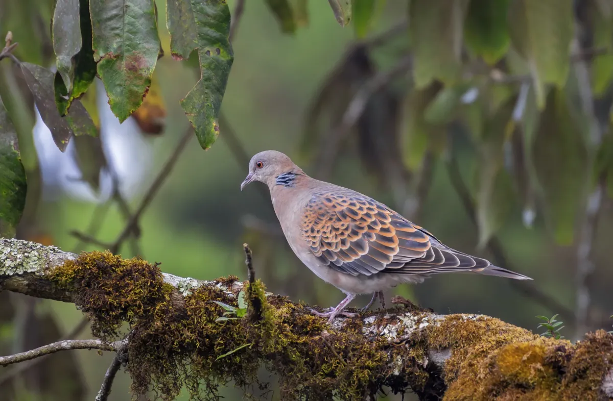 File:রাম ঘুঘু (Streptopelia orientalis), দার্জিলিং, পশ্চিমবঙ্গ - DSC1131.jpg