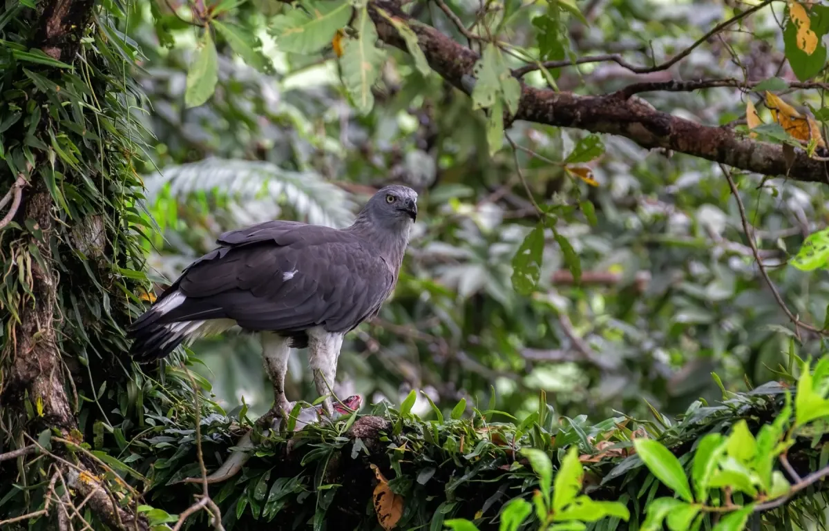 File:মেটেমাথা কুরাঈগল( Ichthyophaga ichthyaetus), কাজিরাঙ্গা, আসাম.DSC2029.jpg