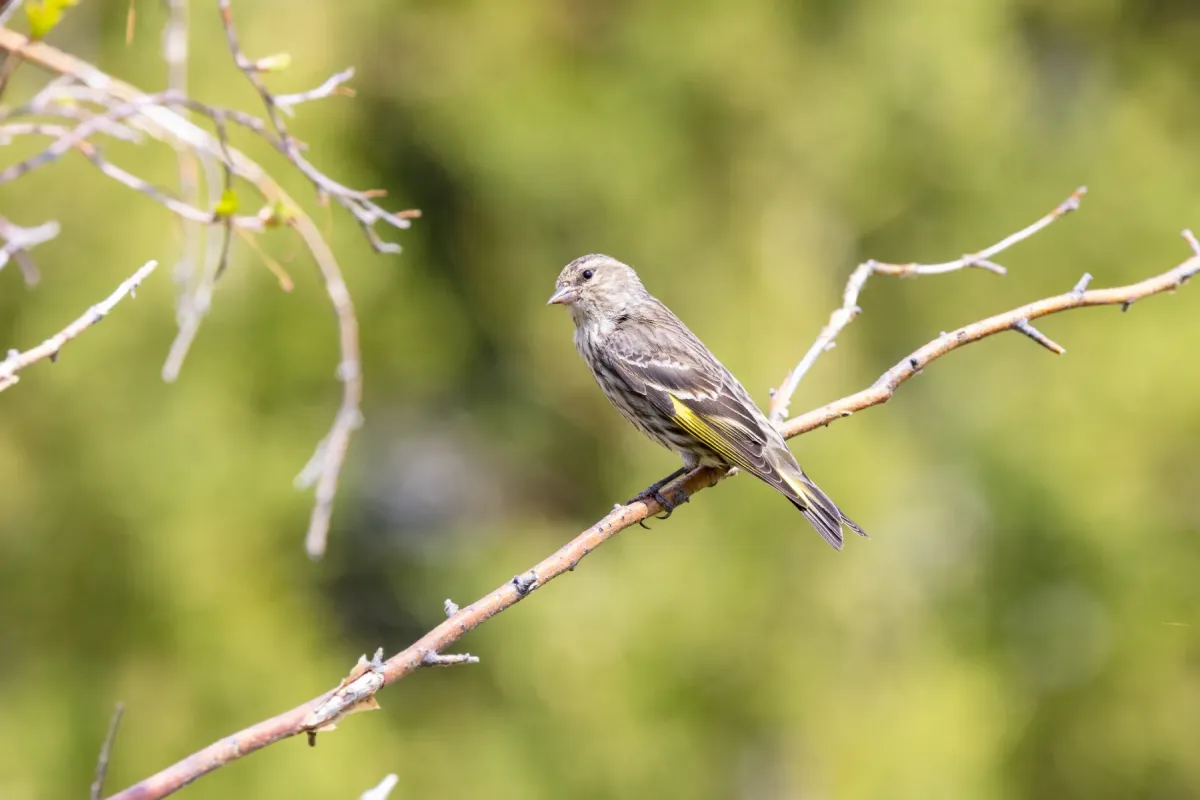 File:Pine siskin (Spinus pinus) in Mammoth Campground (52917487559).jpg