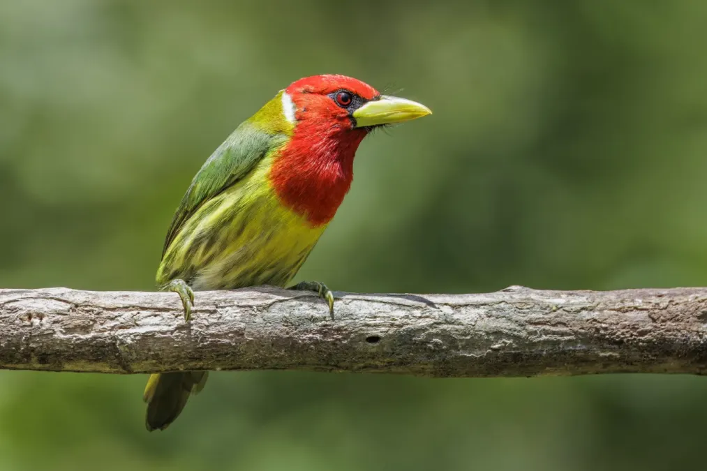 File:Red-headed barbet (Eubucco bourcierii aequatorialis) male Paz de las Aves.jpg