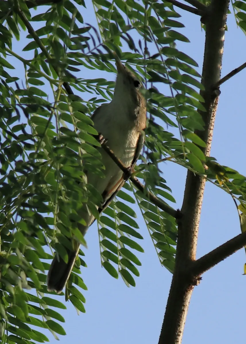 File:Sykes's warbler (Iduna rama).jpg