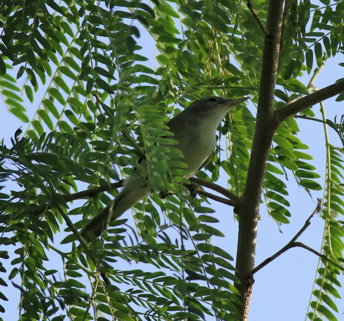 File:Sykes's warbler (Iduna rama) (70568).jpg