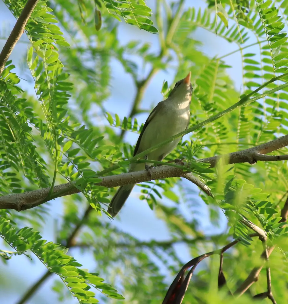 File:Sykes's warbler (Iduna rama) (36435).jpg