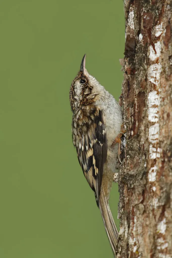 File:Brown creeper (Certhia americana).jpg