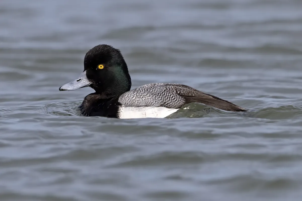File:Drake Lesser Scaup (Aythya affinis) Barengat Inlet, New Jersey, USA.jpg