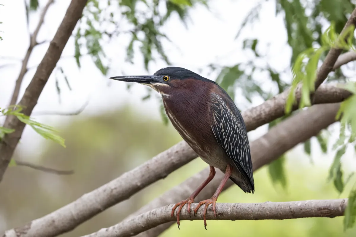 File:Green heron (Butorides virescens), South Padre Island, Texas, USA.jpg