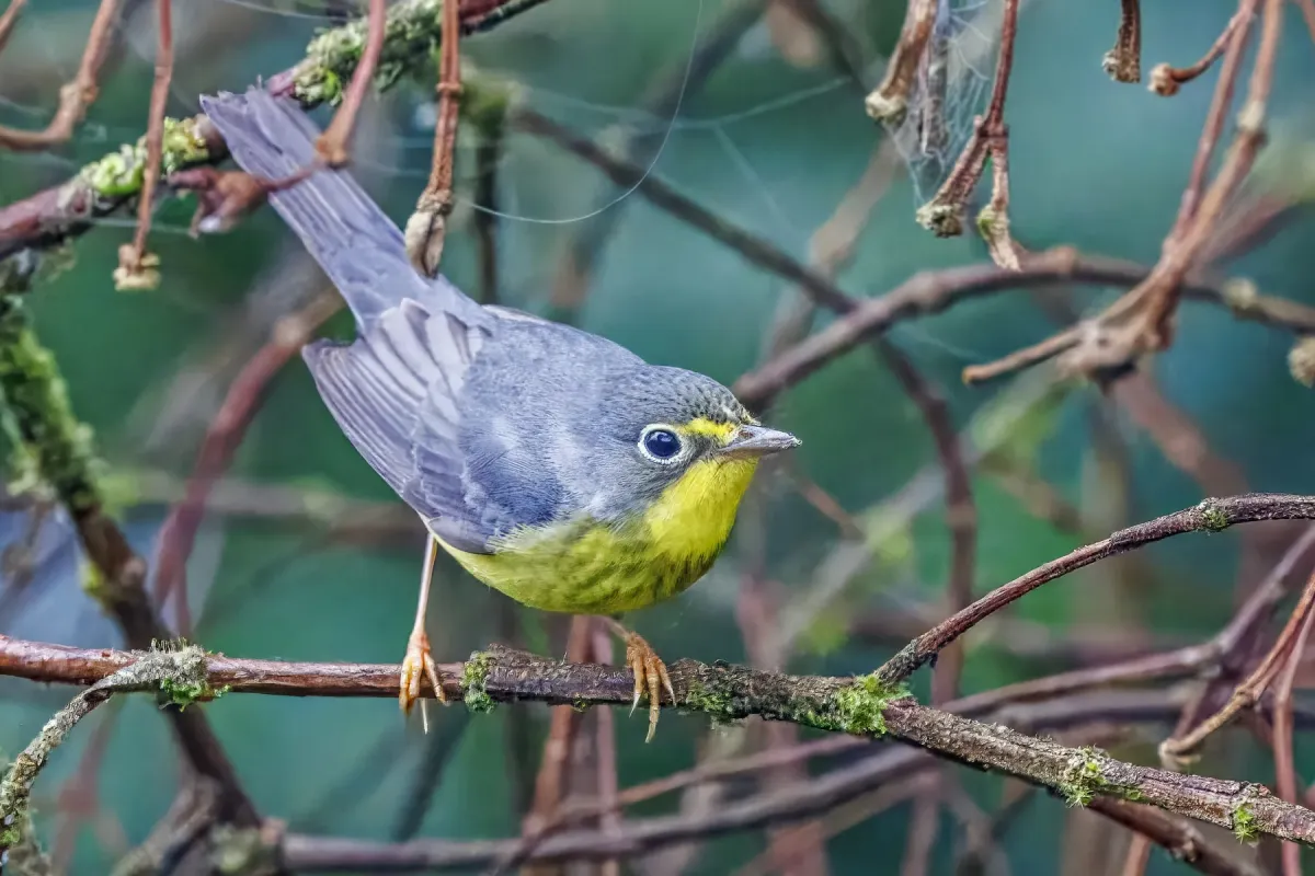 File:Canada warbler (Cardellina canadensis) male San Isidro.jpg