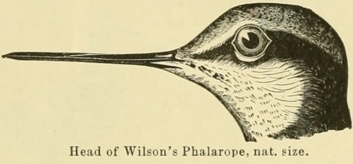 File:Phalaropus tricolor 1891.jpg