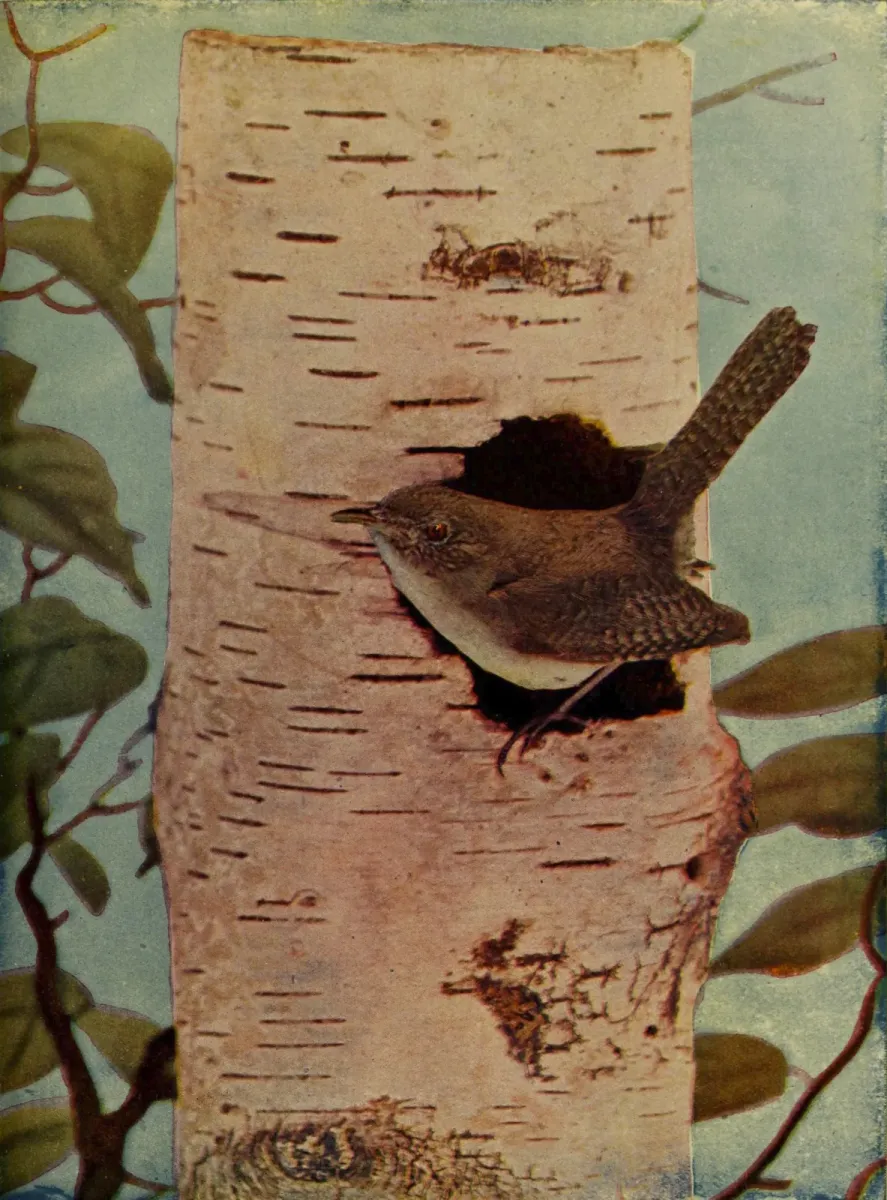 File:Troglodytes aedon 1905.jpg