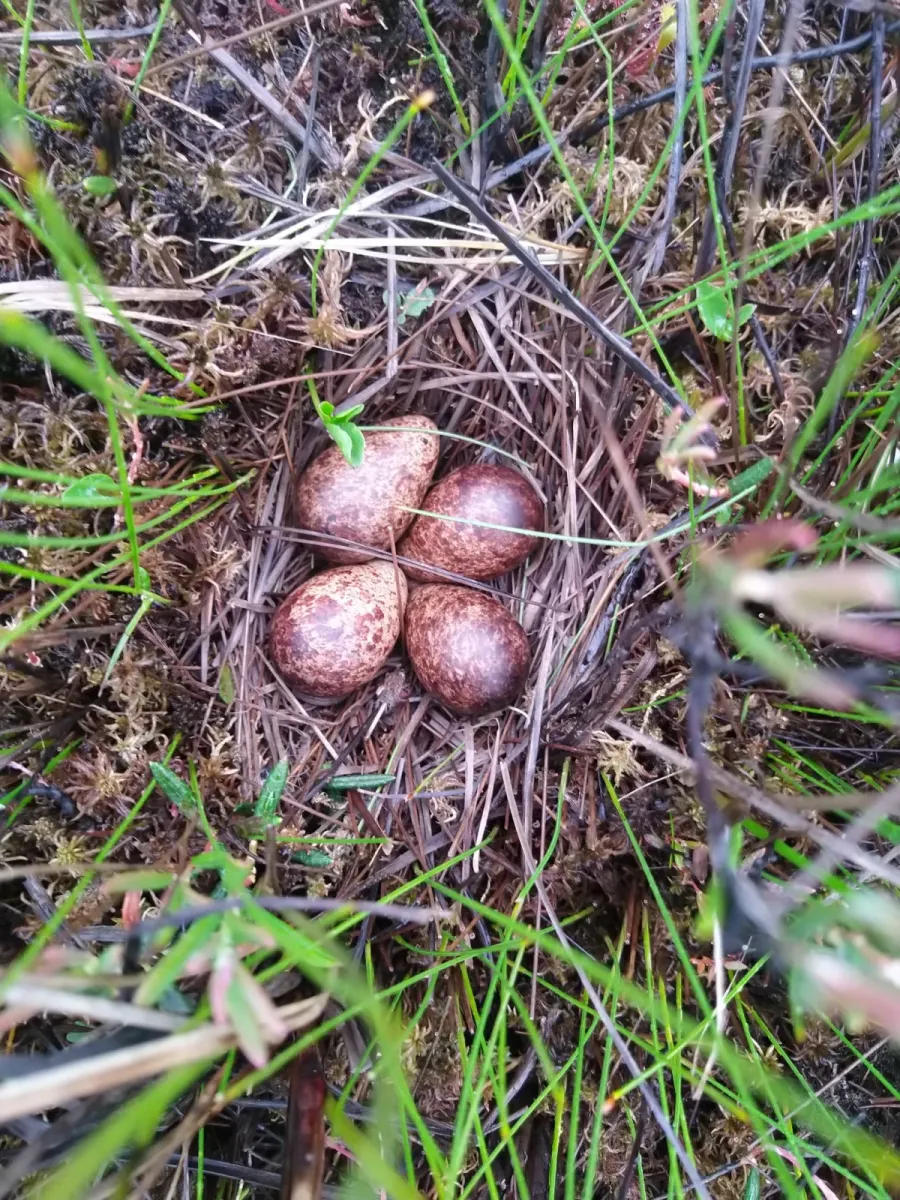 File:Lymnocryptes minimus - Esa Aalto - 139895612.jpeg