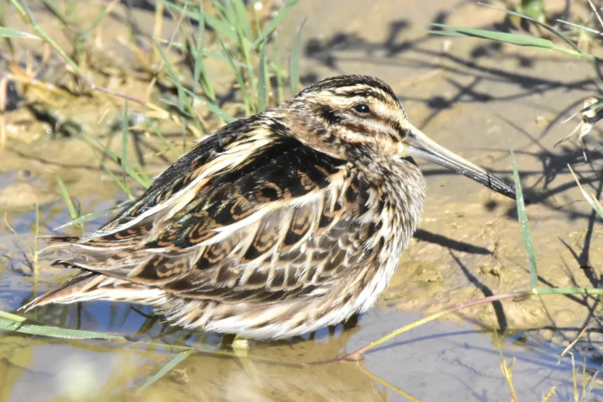 File:Lymnocryptes minimus - Kudaibergen Amirekul - 268957274.jpeg