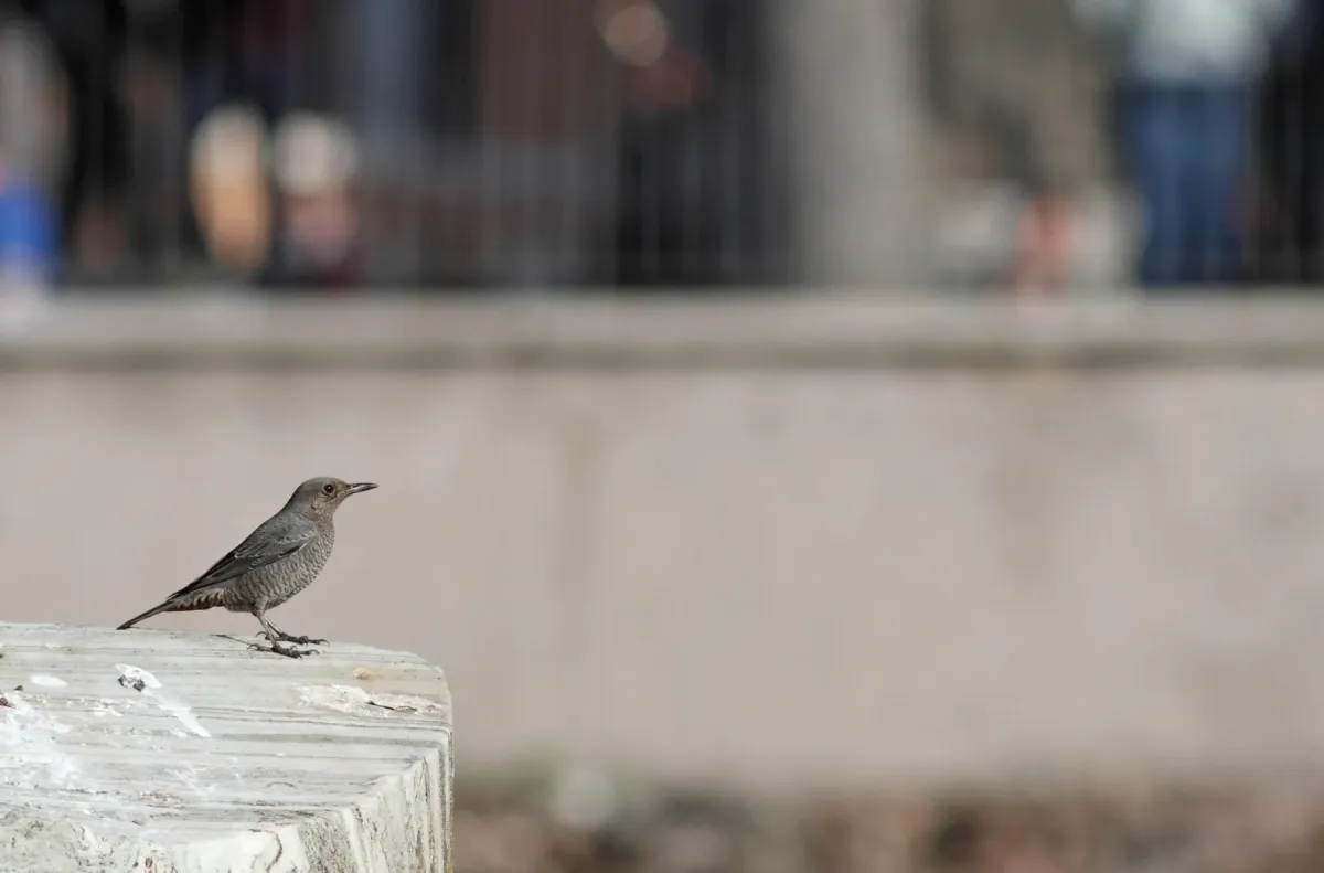 File:Blauwe rotslijster - blue rock thrush - Monticola solitarius - Forum Romanum 2.jpg