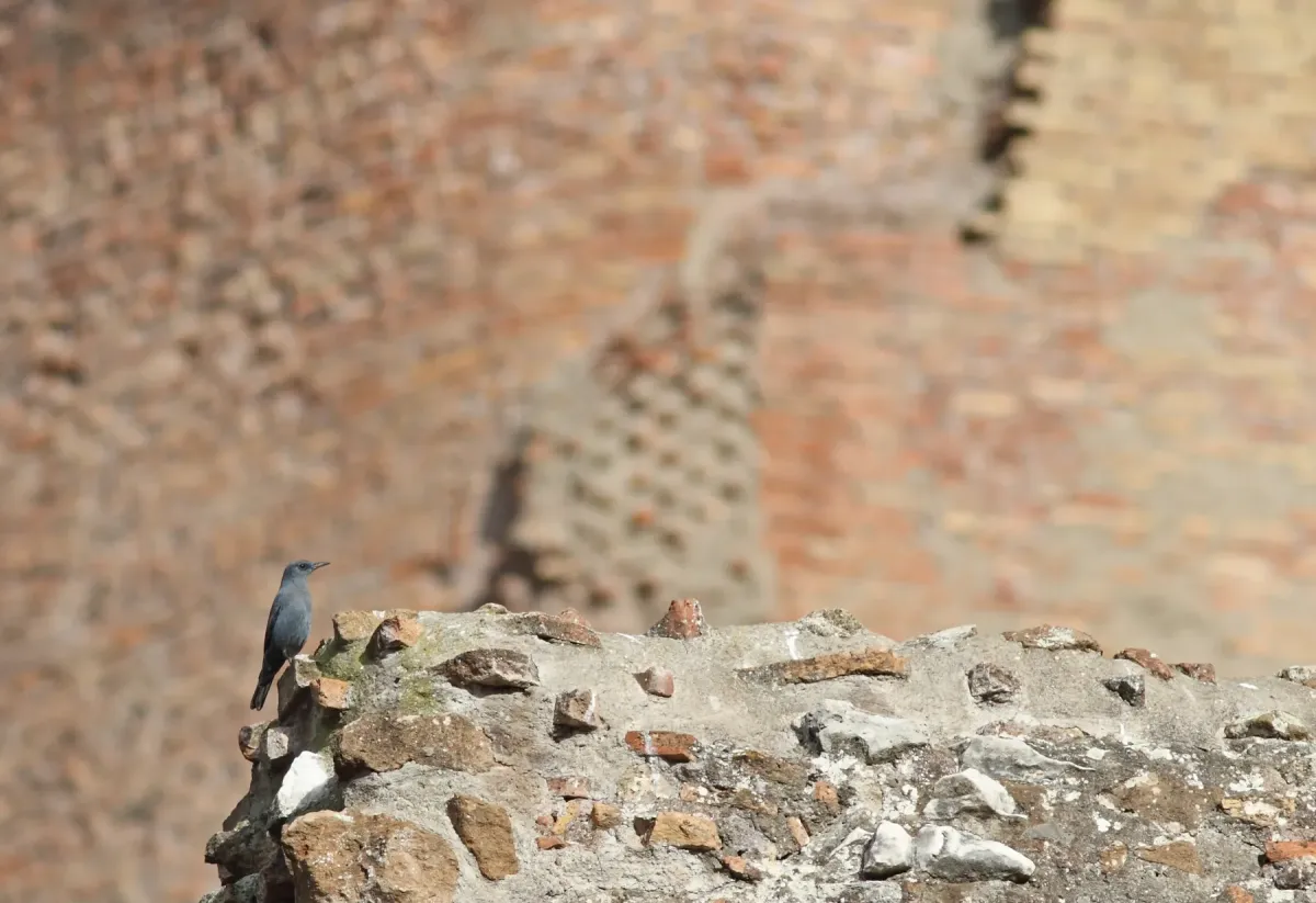 File:Blauwe rotslijster - blue rock thrush - Monticola solitarius - Forum Romanum 4.jpg