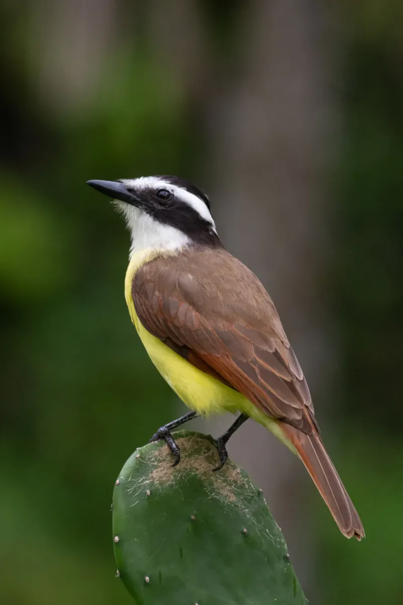 File:Great kiskadee (Pitangus sulphuratus), Costa Rica.jpg