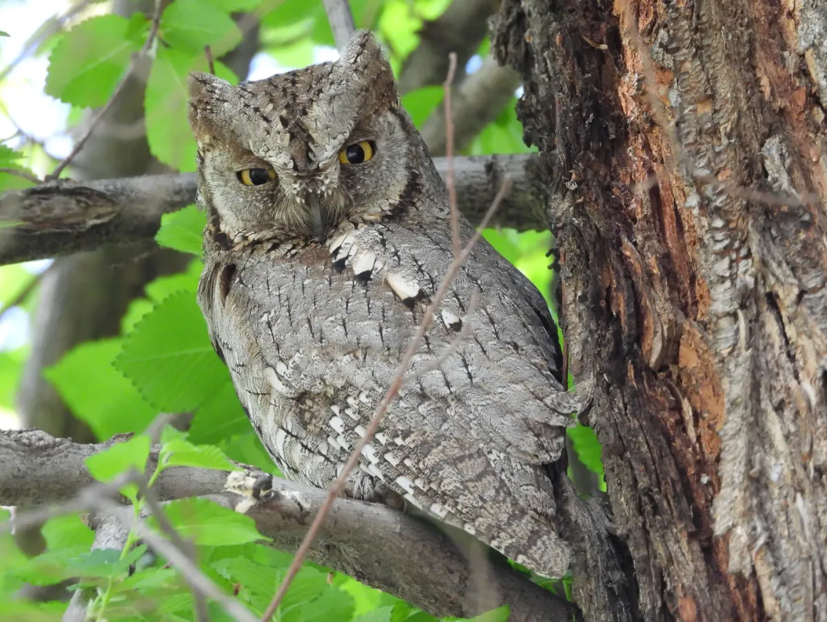 File:Otus scops botanical garden.jpg