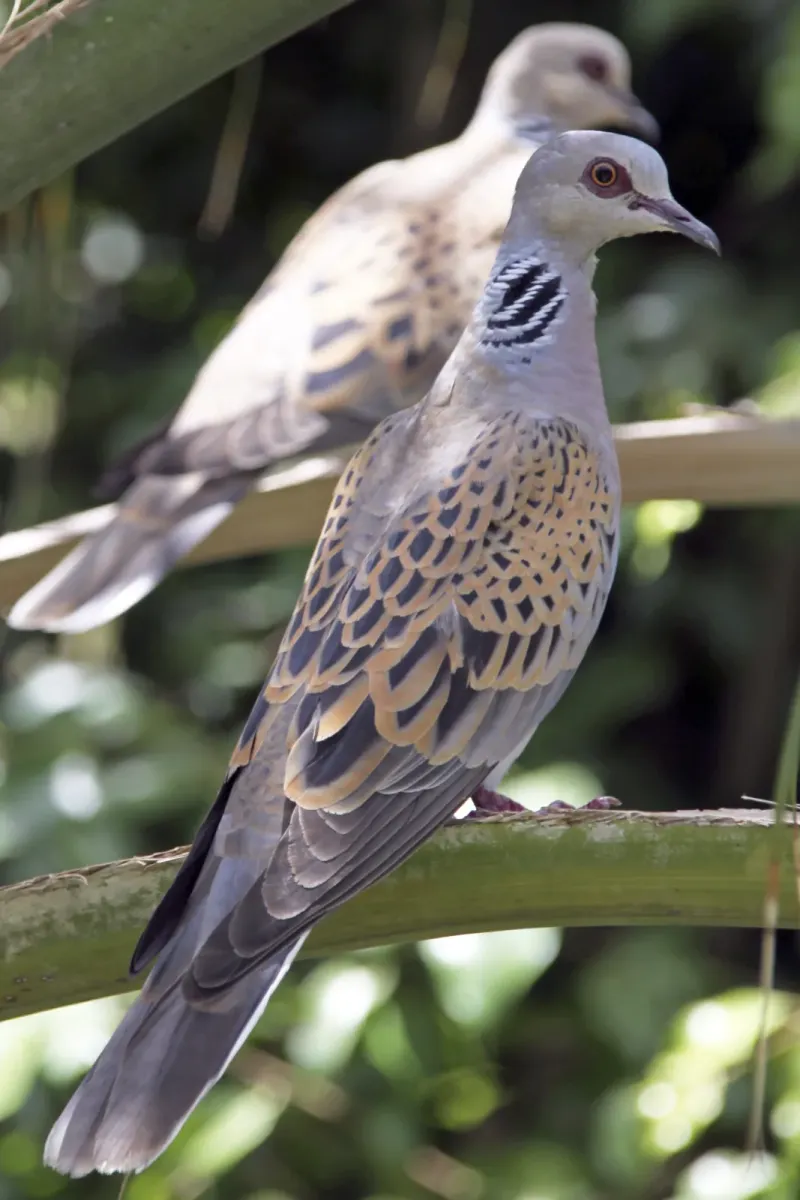 File:European Turtle Dove (Streptopelia turtur).jpg
