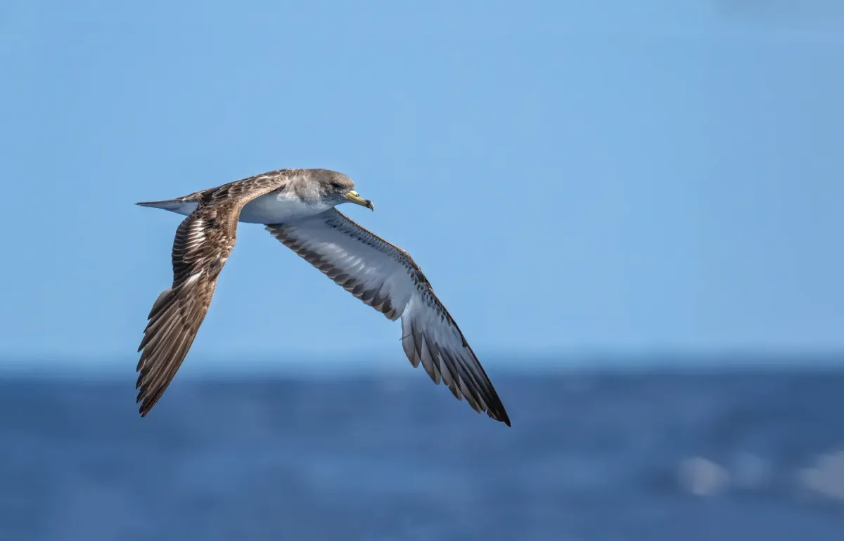 File:Calonectris diomedea 424179034.jpg