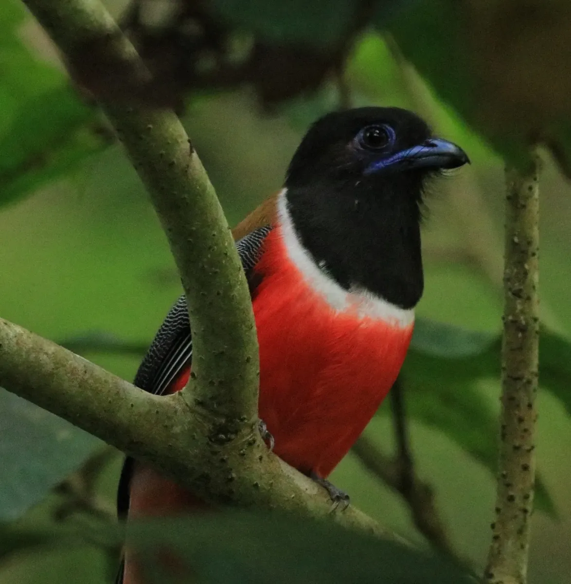 File:Harpactes fasciatus 400194581.jpg