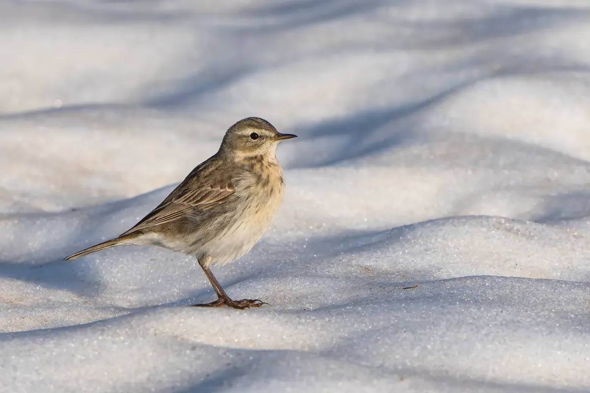 File:Anthus spinoletta on the snow.jpg