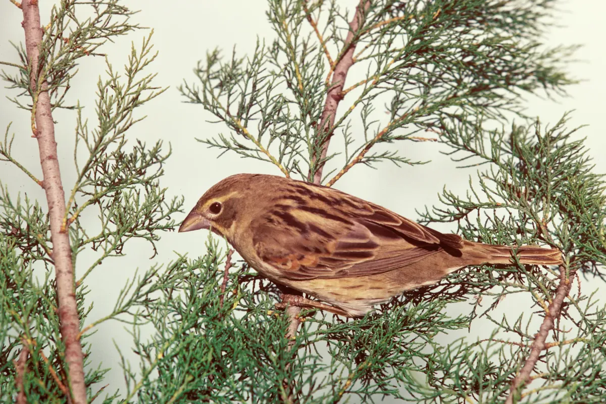 File:Spiza americana FWS 10215.jpg