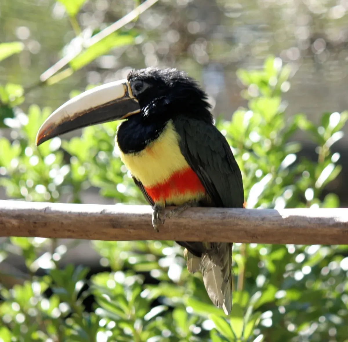 File:Pteroglossus aracari -Jacksonville Zoo, Florida, USA-8a.jpg