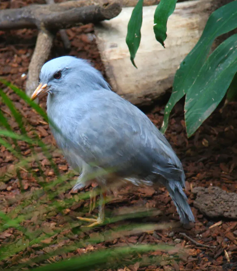 File:Kagu (Rhynochetos jubatus) at Lincoln Park Zoo.jpg