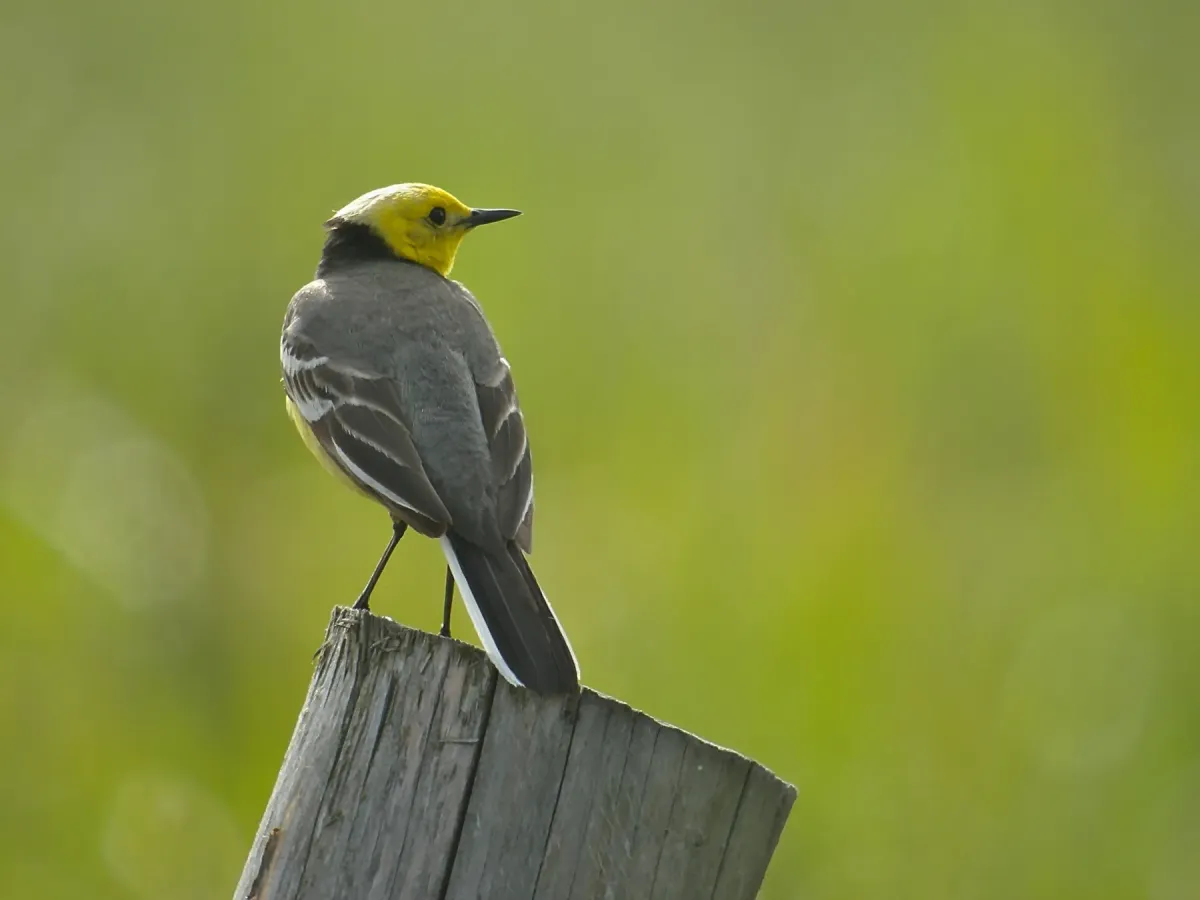 File:Motacilla citreola 2.jpg