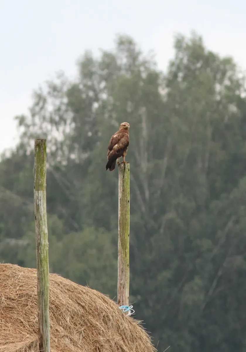File:Schreeuwarend - lesser spotted eagle - Clanga pomarina.jpg
