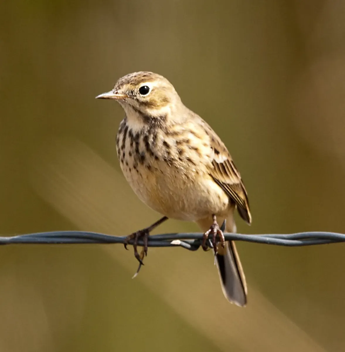 File:Anthus rubescens -Harney County, Oregon, USA-8.jpg
