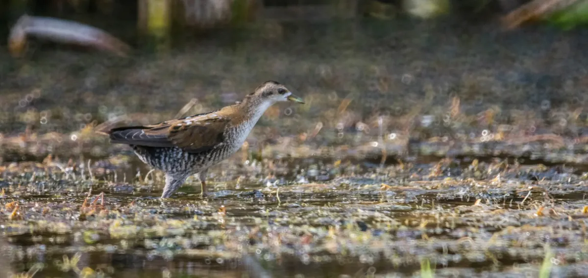 File:Little crake (Zapornia parva) 2019.jpg