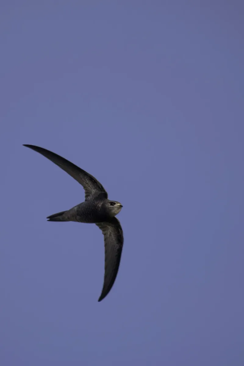 File:Pallid swift (Apus pallidus) 2022.jpg