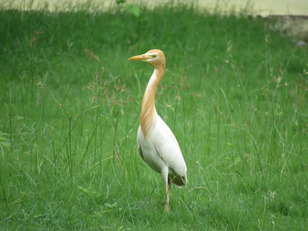 File:Eastern Cattle Egret (Ardea coromanda), Rathambore NP 2.jpg