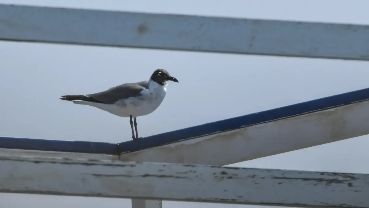 File:Laughing Gull (Leucophaeus atricilla), Saint-Palais-sur-Mer, Nouvelle-Aquitaine, France 2025 2.jpg