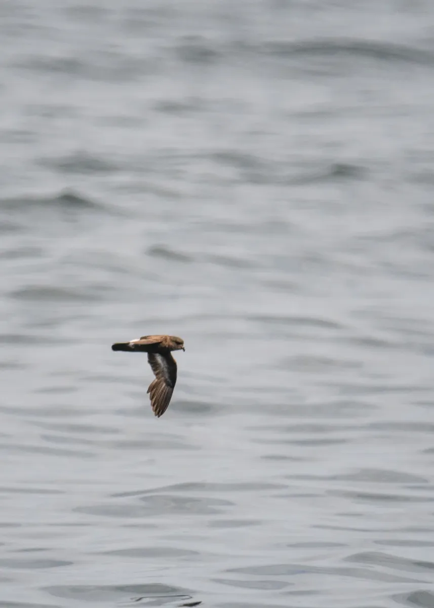 File:European storm-petrel (Hydrobates pelagicus) 2021.jpg