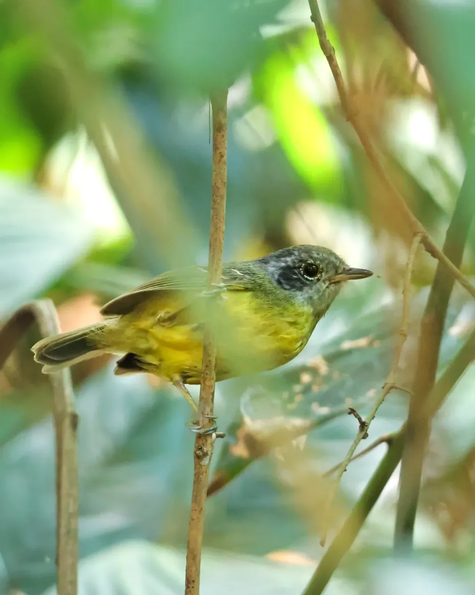 File:Dysithamnus mentalis - rodrigo lazaro - 535647070.jpeg