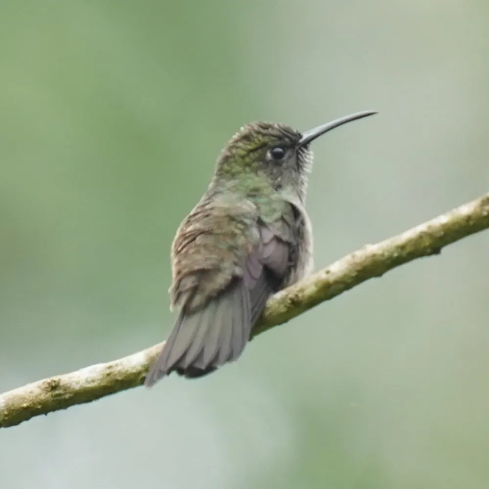 File:Eupetomena cirrochloris - Daniel S. Katz - 478357493.jpeg