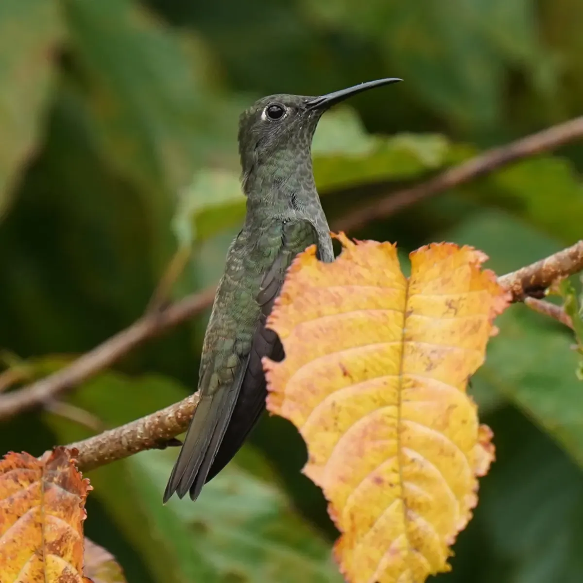 File:Eupetomena cirrochloris - Daniel S. Katz - 478319176.jpeg