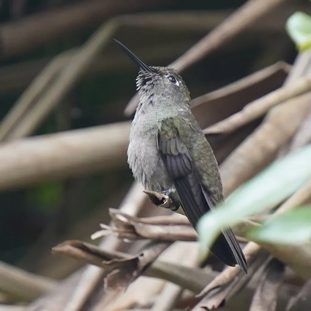 File:Eupetomena cirrochloris - Daniel S. Katz - 477899202.jpeg