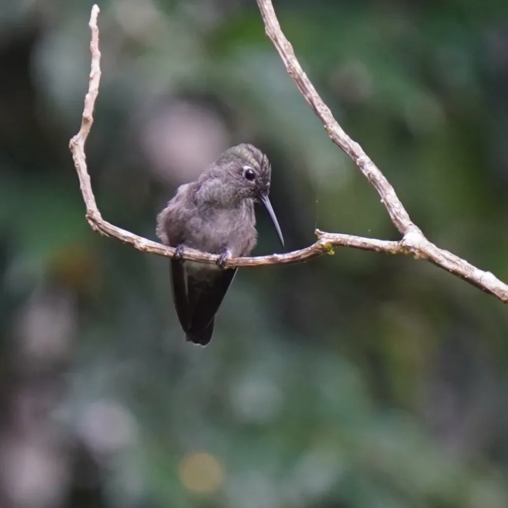 File:Eupetomena cirrochloris - Daniel S. Katz - 477897435.jpeg