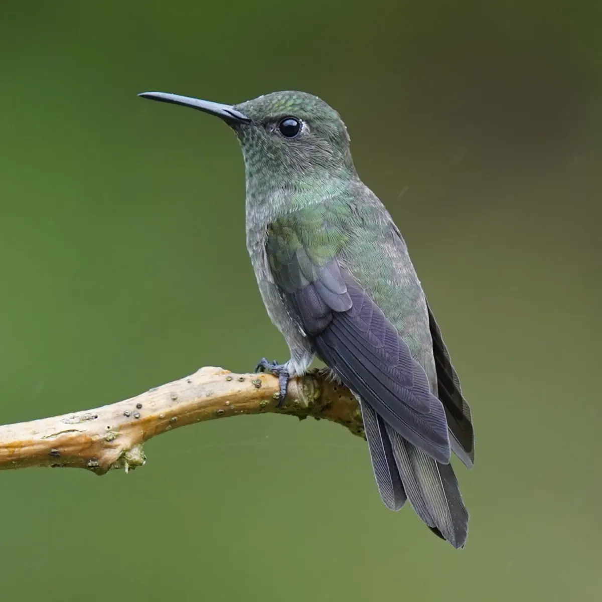 File:Eupetomena cirrochloris - Daniel S. Katz - 477678942.jpeg