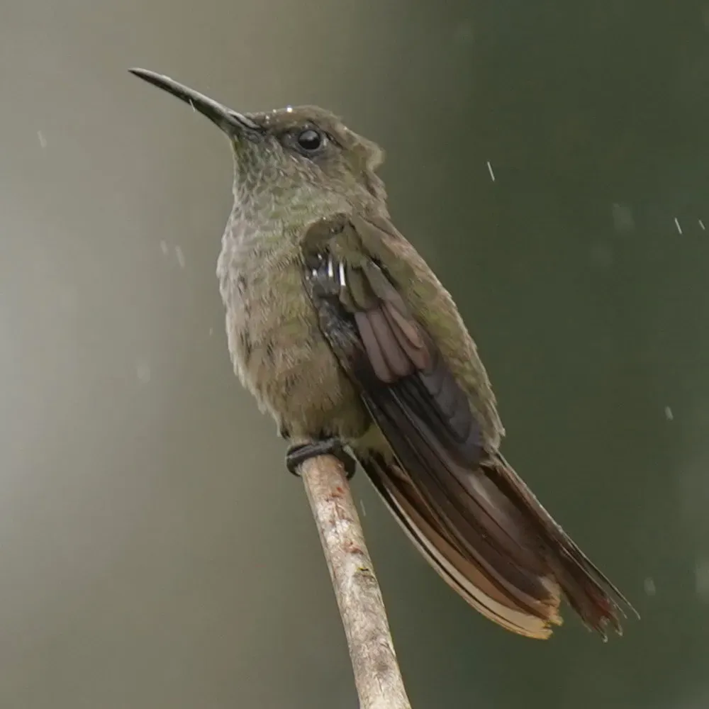 File:Eupetomena cirrochloris - Daniel S. Katz - 477678216.jpeg