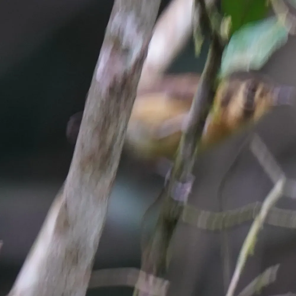 File:Platyrinchus mystaceus - Daniel S. Katz - 477601959.jpeg