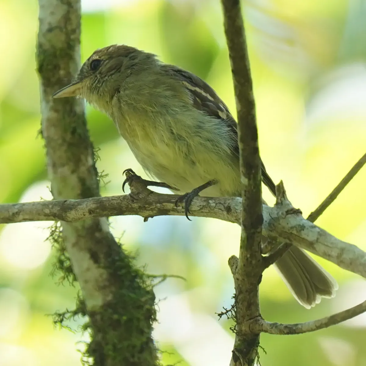 File:Lathrotriccus euleri - Daniel S. Katz - 477386916.jpeg