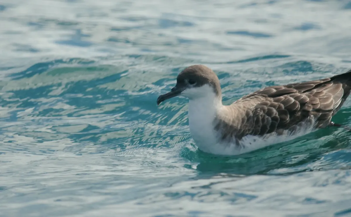File:Great shearwater (Ardenna gravis) 2017.jpg