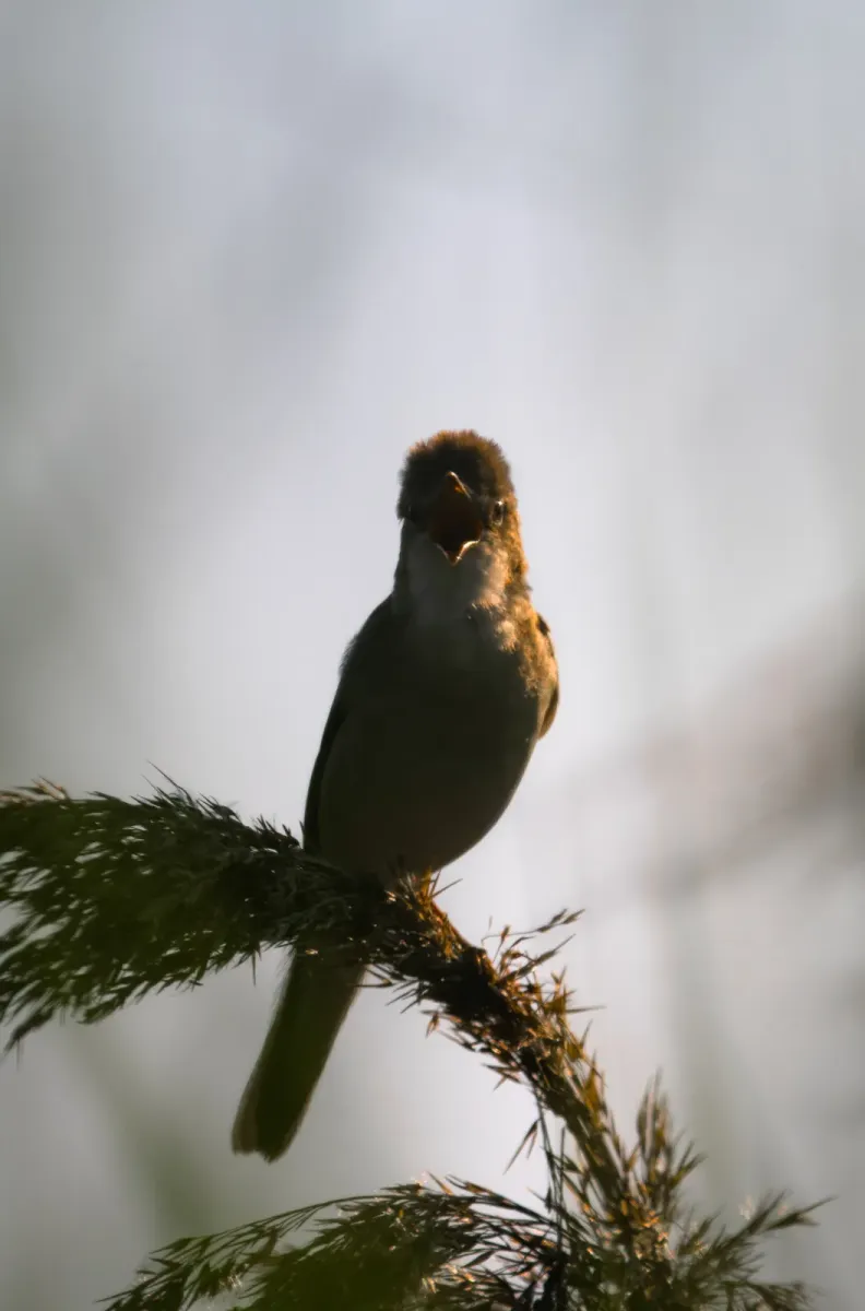 File:Marsh warbler (Acrocephalus palustris) 2021.jpg