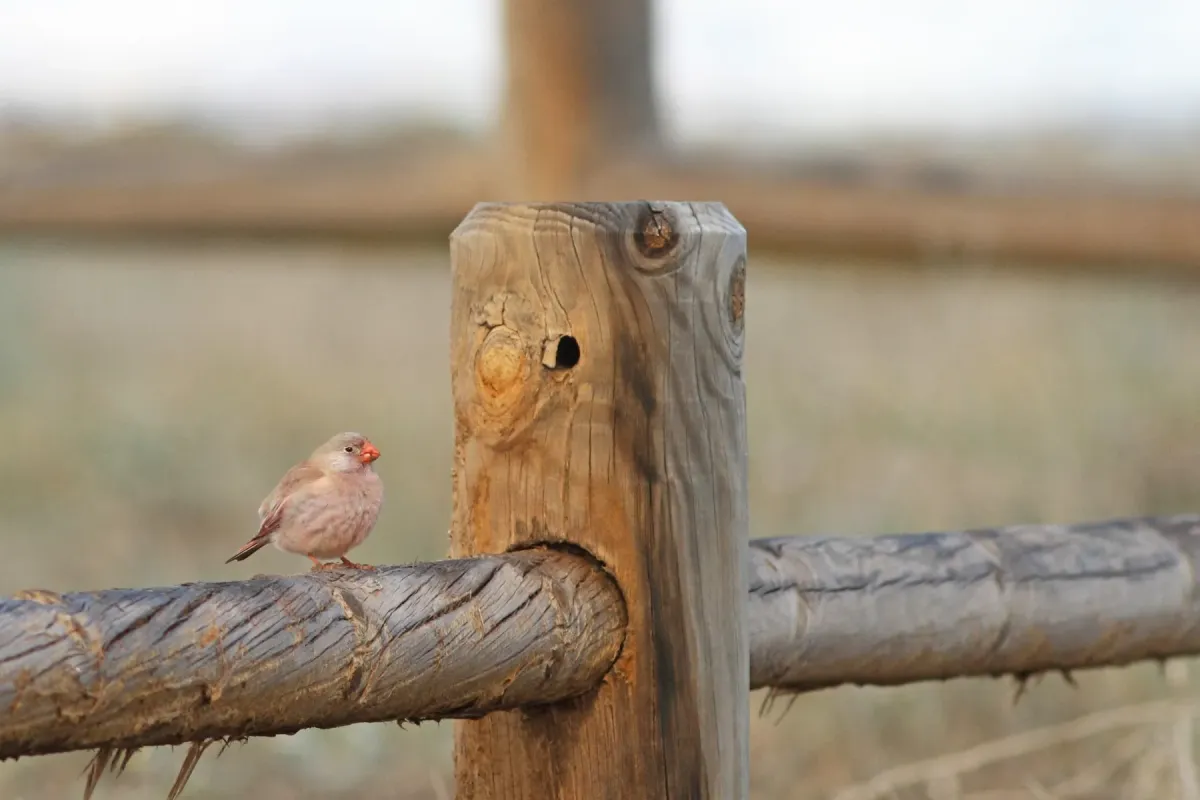 File:Woestijnvink - trumpeter finch - Bucanetes githagineus 2.jpg