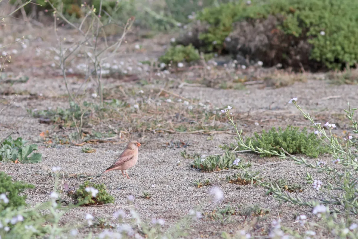 File:Woestijnvink - trumpeter finch - Bucanetes githagineus 7.jpg
